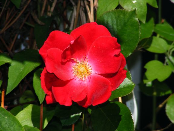 Knock Out photo ko2013_06130084_zpse73bc614.jpg